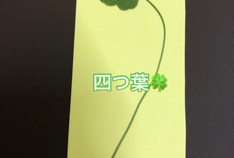 画像1648：仕事先で見つけた四つ葉のクローバー🍀
